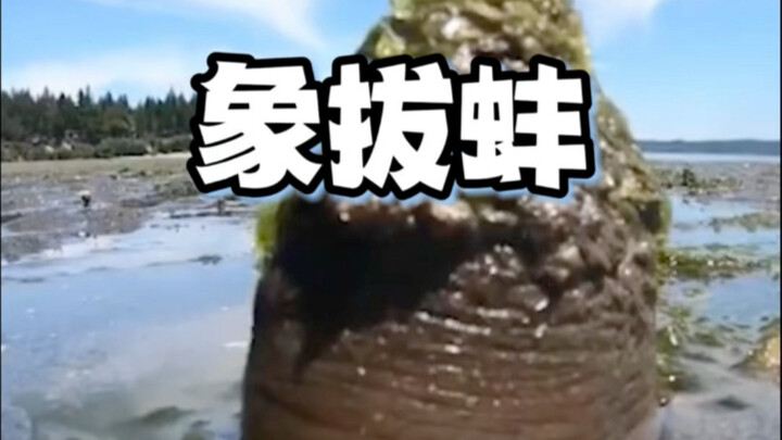 Cuma injak sedikit langsung semprot air? Ternyata di bawah tanah ada ‘benda aneh’ sebesar ini!