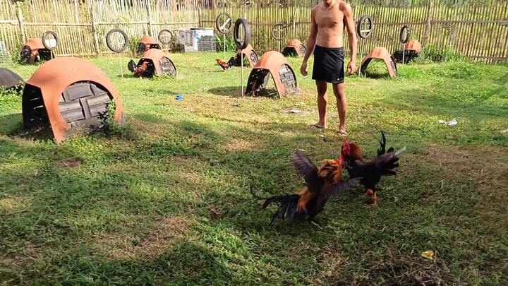 Butcher VS Navajero Gilmore Spar