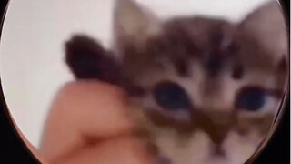 ลูกแมวเต้นรำ