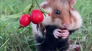 野生动物摄影师Julian Rad抓拍到的画面，有双善于发现美的眼睛，生活中处处都是童话