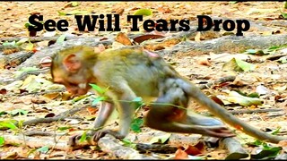 You Will Tears Drop Seen This Situation of Baby Monkey Janna,Trillion Pity Janna Many Hurt,Janna02