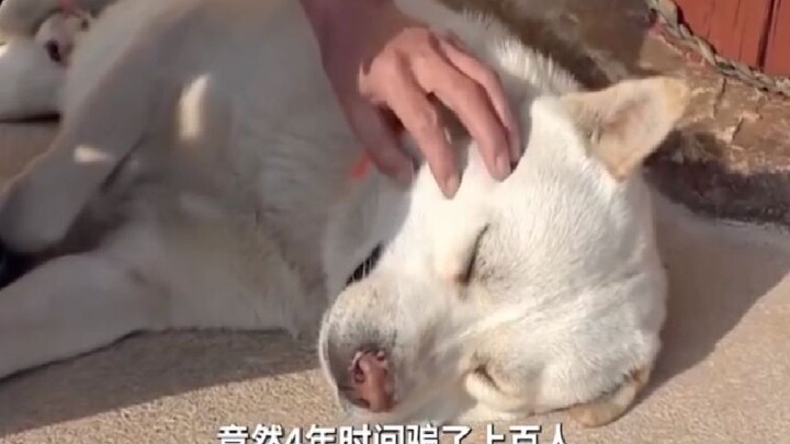 The “number six” among dogs fooled its owner for four whole years—its acting is worthy of an Oscar-w