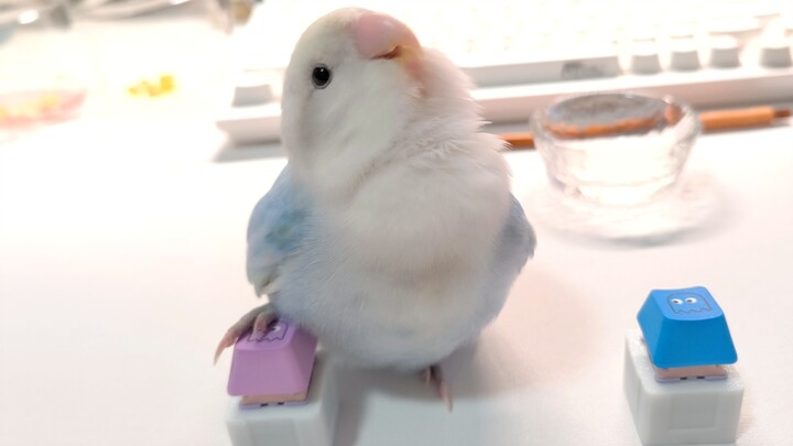 Following the introduction of currency, the first labor market between humans and birds was establis