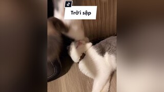 Đang nằm chill mà trời sập vô đầu 🥲😺 cat mèo fypシ xuhuong cutecat mobienrorang