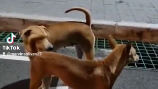 #kabadosidoggie