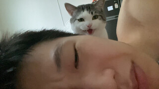 猫咪强制爱