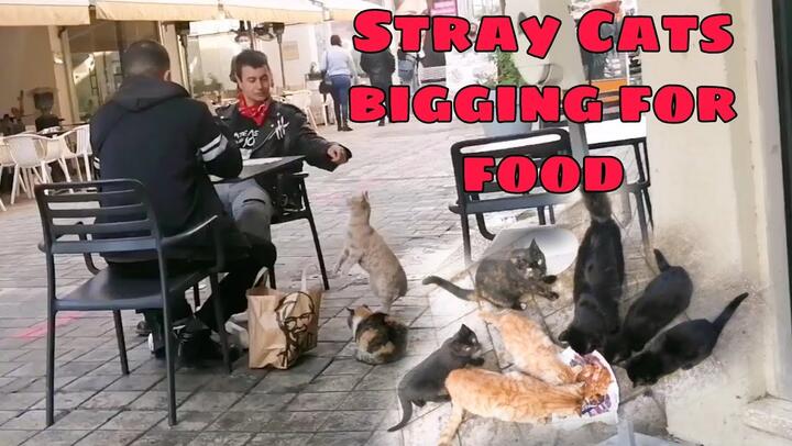 Strangers Reaction To A Street/Stray Cat Bigging Food For Them