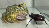 Reptile|Tamrith Family VS. Hercules Beetle
