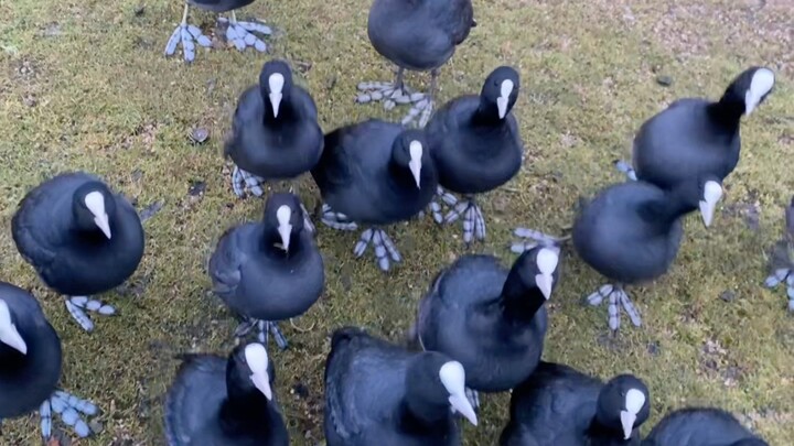 In the gloomy winter, a dark horde of crested grebes launches a sinister feeding frenzy.
