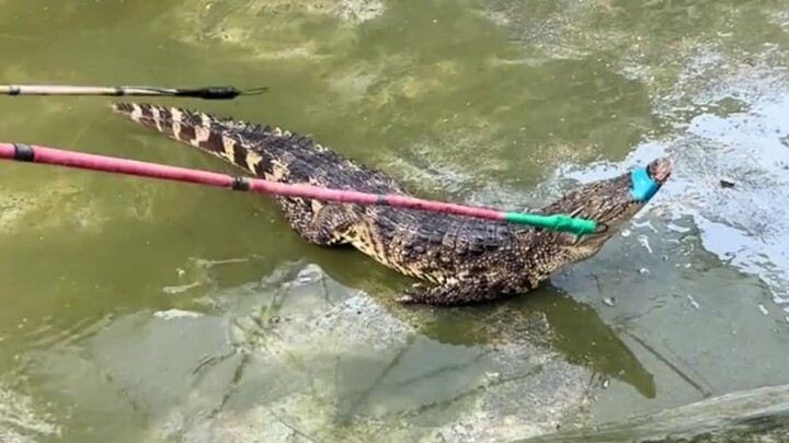 ทำไมจระเข้ถึงไม่ขยับเมื่อโดนไฟฟ้าช็อต?