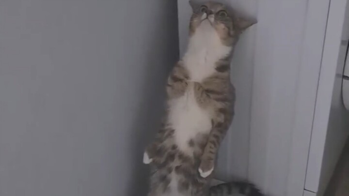Kimi has burned out.
