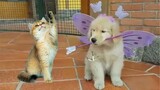 Funny Cat Videos - Funny Dog Videos - Funny Animal Videos