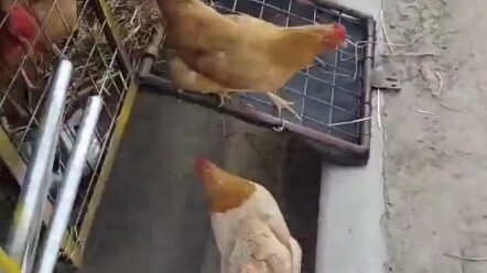 ตะลึง! โชเฟอร์รถบรรทุกพาไก่หลายตัวเดินทางไกล ตอนพักรถก็เล่นเกมส์แสนสนุกกับพวกมัน
