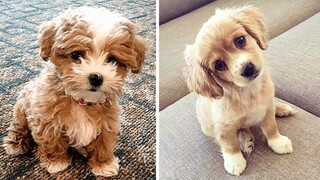 AWW CUTEST baby animals videos compilation cutest moment of the animals - OMG Cute Puppies #1