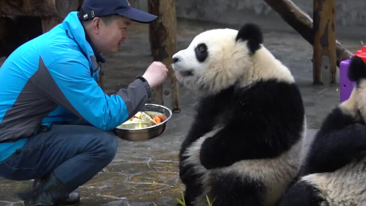 Giant Panda|Xuebao&Qianjin