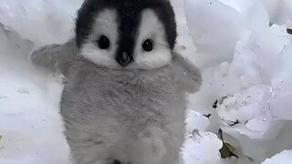 ทำไมเพนกวินถึงมองมนุษย์เป็นพวกเดียวกัน