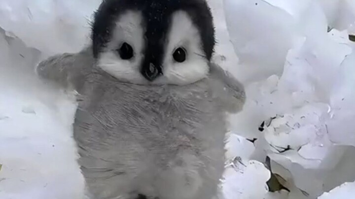 企鹅为什么把人当作同类