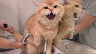 I Wash the Golden Shaded British Shorthair's Butt