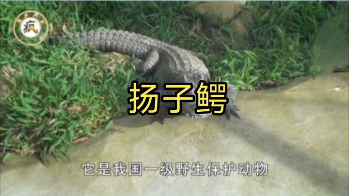 Adult Yangtze alligators can even beat ducks! 🐶🐶