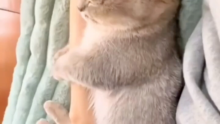 มีใครหลับเร็วกว่าแมวน้อยอีกไหม?