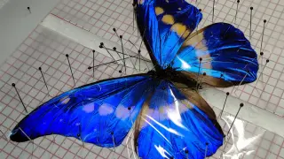 Handcraft|Manual Tutorial|Butterfly Specimen
