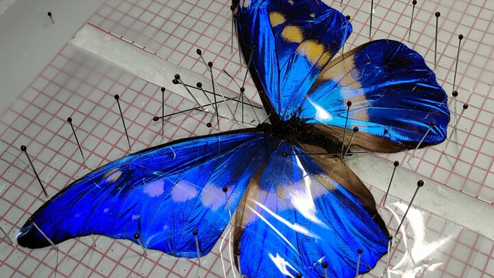 Handcraft|Manual Tutorial|Butterfly Specimen