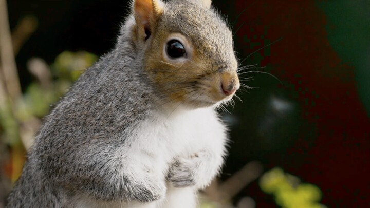 Little Squirrel: Free shopping? Wow, so cool!