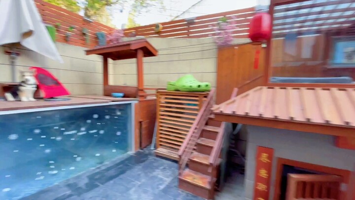 Một chú chó đốm vừa chuyển vào chuồng, hãy cùng trải nghiệm cuộc sống thường ngày trong chiếc chuồng