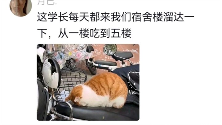 Cats on campus aren’t like strays; the students are more like them.