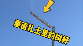 亏钱的伐木队，是怎么把垂直扎进土里的树杆弄出来的呢？