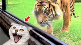 Hilarious Cat Reactions to Being Afraid - Funny Animals Videos| Pets Town