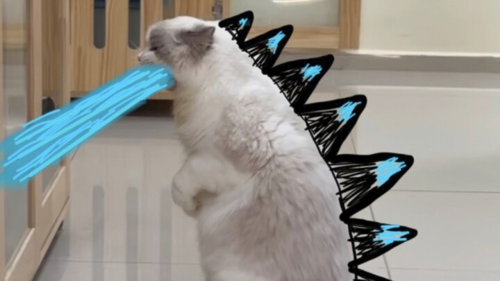 Silly Cat Has Lots of Fun