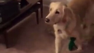打扮成狗子最爱的玩具