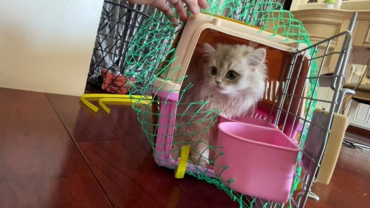 I got a new cat, and my new sister seems so polite!