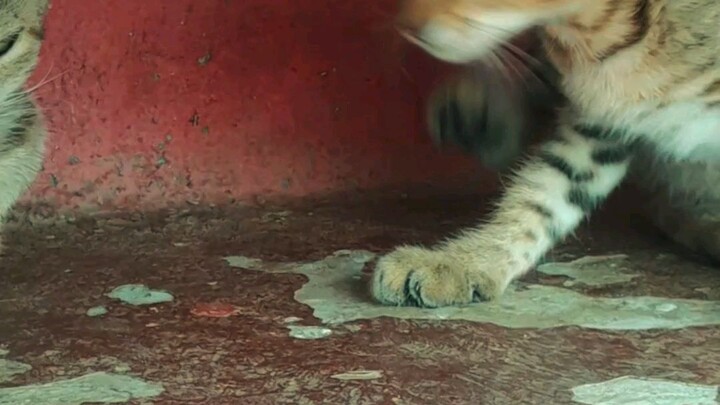 cat 🐈