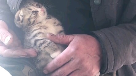 ลูกแมวอยากให้พ่ออุ้มหน่อย!