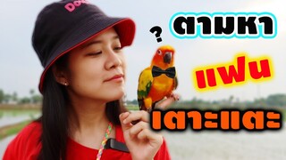 ตามหาว่าที่เจ้าสาว "เตาะแตะ" นกแก้วซันคอนัวร์