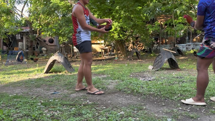 Full Bros. Sweater Gilmore over Kelso (1st Spar) (taken last May 21)