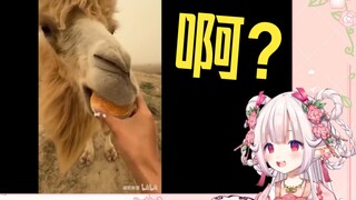 日本萝莉看《骆驼简单吃个酸汉堡》当场绷不住