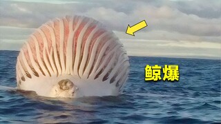 鲸爆到底有多可怕？大自然的生化炸弹，隔屏幕都能闻到臭味