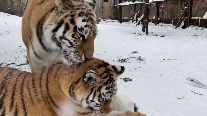 【🐯】Si kecil harimau berlarian sambil bermain bola salju, sementara sang ibu harimau mendekat dan den