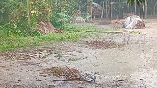 হঠাৎ রহমতের বৃষ্টি