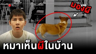 หมาผมเห็นผีในบ้าน!! โคตรหลอน (Epic Dog Camp)