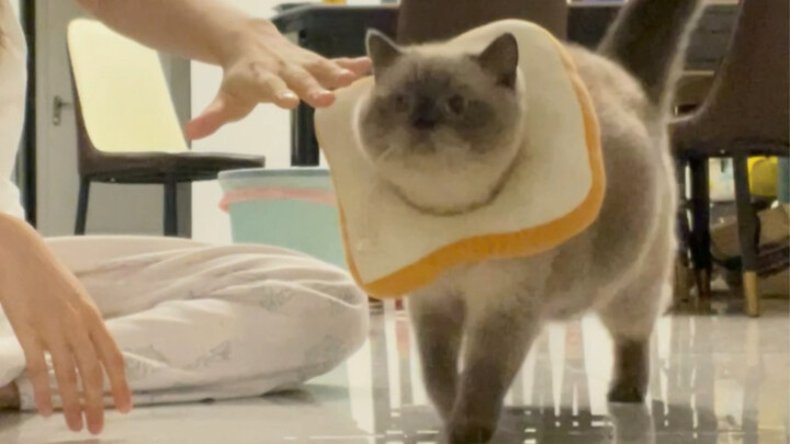 This kitty head can automatically park itself!