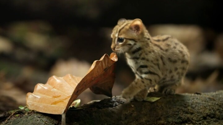 แมวลายสนิม: ฮากิมิที่เล็กที่สุดในโลก ความฝันของมันเล็กมาก เพราะถ้าใหญ่เกินไปก็อาจถูกบดขยี้ตาย