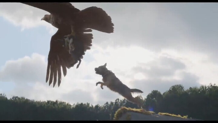 Strays _ Watch Full Movie : Link In Description