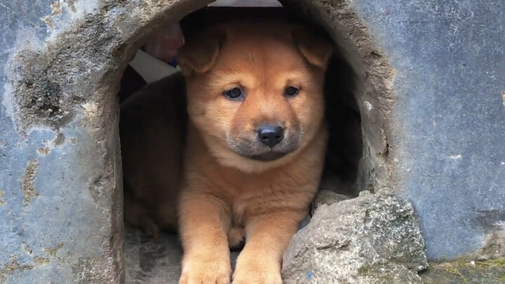 ลูกสุนัขหน้าบ้านคุณยาย