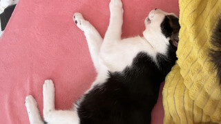 How can a good cat sleep like this?