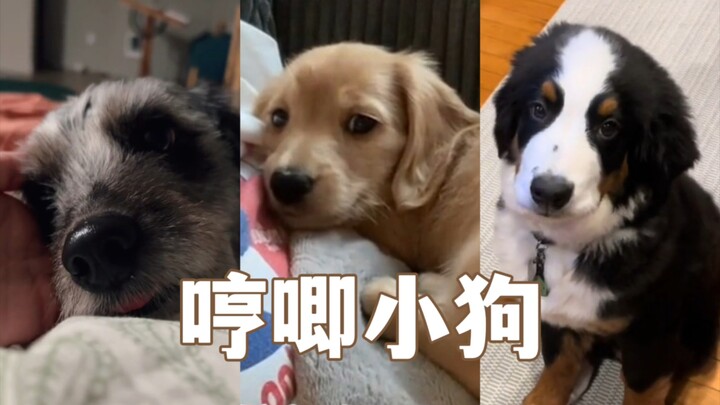 Tinggikan suaranya dan dengarkan rengekan manja si anak anjing!