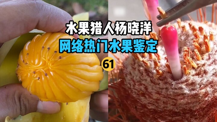 【水果猎人】网络热门水果鉴定61